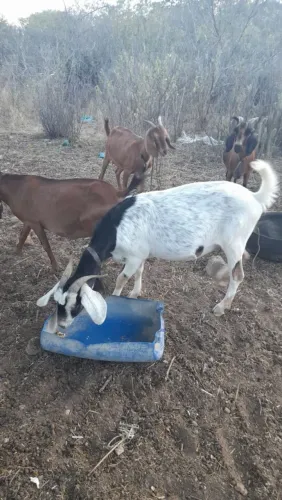 Cabras a venda