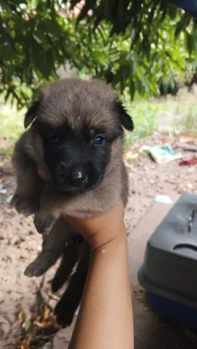 Filhotes de cachorro Pastor belga