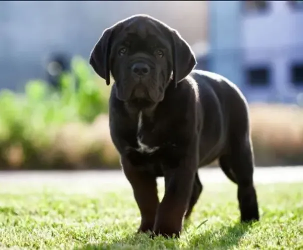 Cane corso excelente cão de guarda