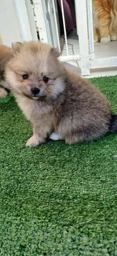 Spitz alemão anão