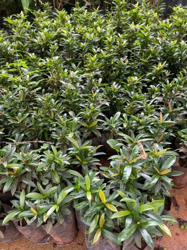 Muda De Mini Ixora Cores Varidades 