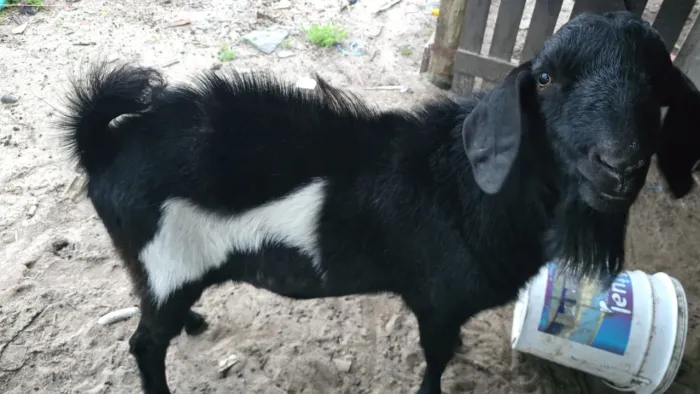 Cabrito