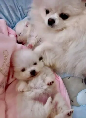 Vendo lindos filhotes de lulu da Pomerânia/spitz alemão pelagem branco e super cheio