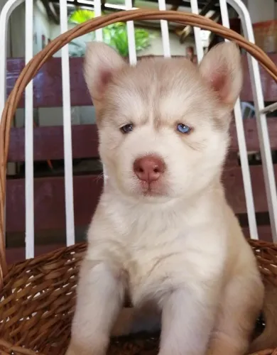 Husky Siberiano,Husky Siberiano Filhote Pronto Para Novo Lar