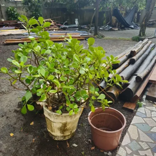 VASO COM PLANTA