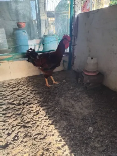 Frango gsb
