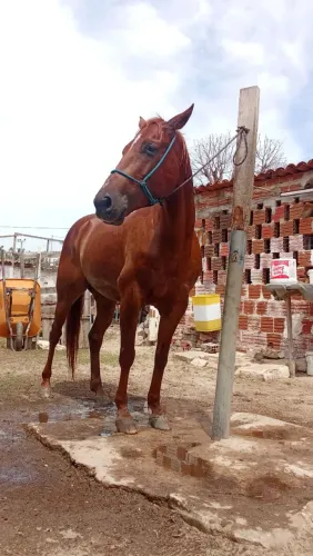 Cavalo de canhota e alinhando de direita vai fazer 5 anos 