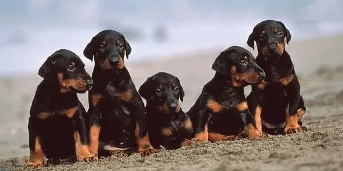 Doberman Machos e Femeas