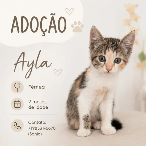 Gata filhote abandonada para adoção 