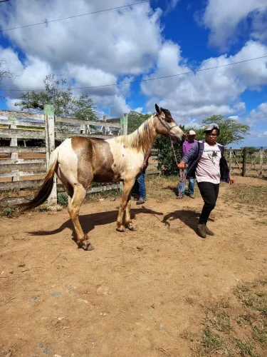 Cavalo de sela para passeio e trabalho no campo