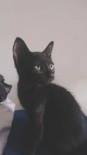 Gatinho lindo pra adoção