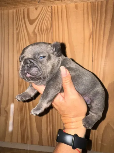 Macho Bulldog 