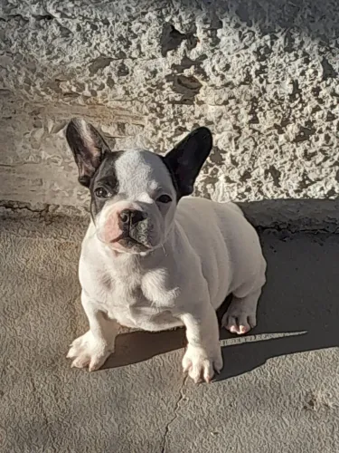 Bulldog Francês