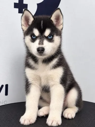 Husky siberiano