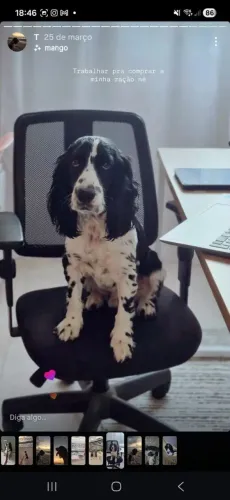 PROCURO COCKER SPANIEL PARA CRUZAMENTO