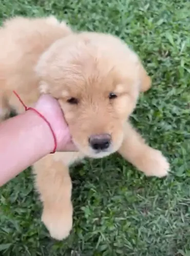 Golden Retriever machos e fêmeas parcelamos no cartão