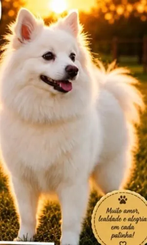 Spitz Alemão