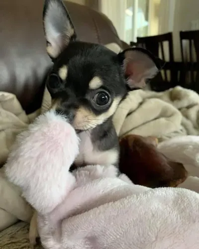 Chihuahua Criando Laços Cheios De Ternura