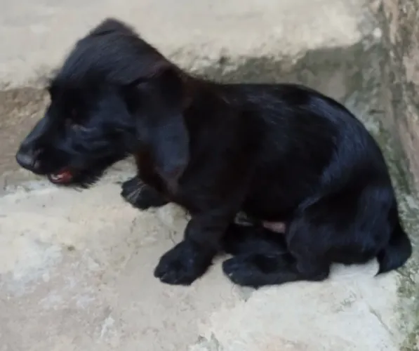 Filhote de Pincher com ilhasa apso