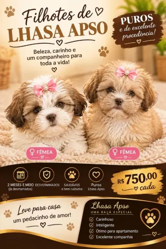 Filhote de Lhasa Apso - Fêmea