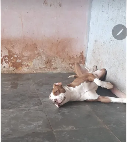 Pitbull pra cruzar 