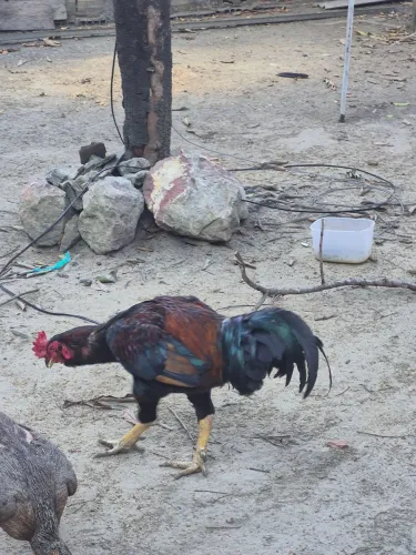 VENDO ESSE GALO CAIPIRA CARIOCA