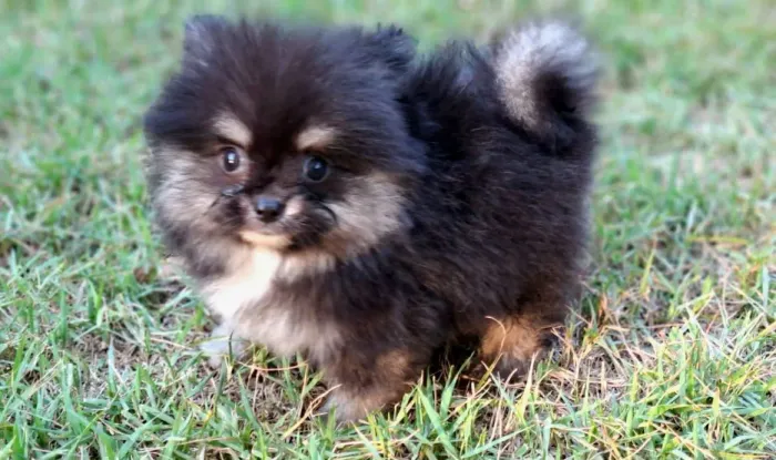Filhote mini Spitz Alemão macho