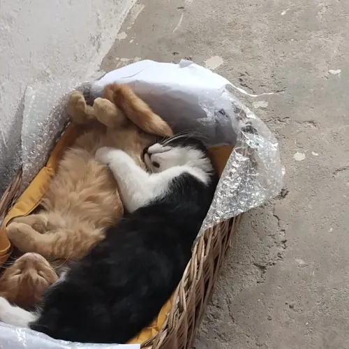 Doação de gatos filhotes
