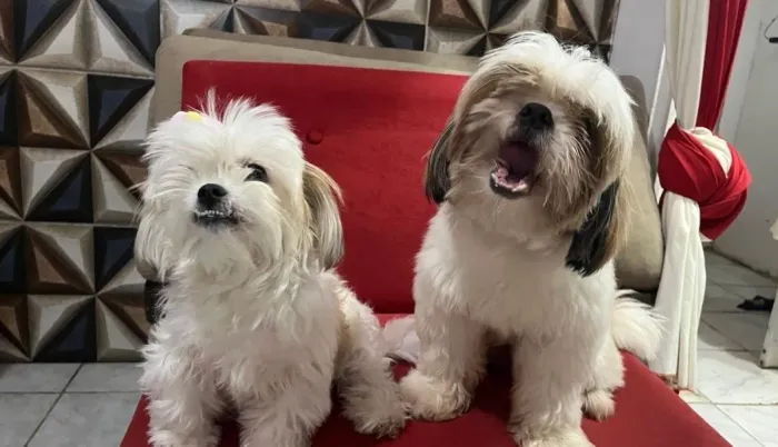 Filhotes de Shitzu com Maltês 
