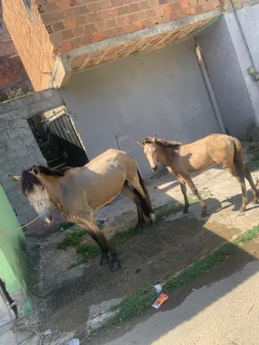 Egua e pordo lindo pa venda
