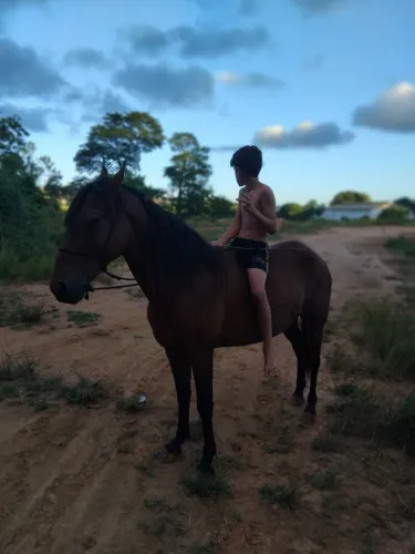 Cavalo mestiço com manga larga 4.000