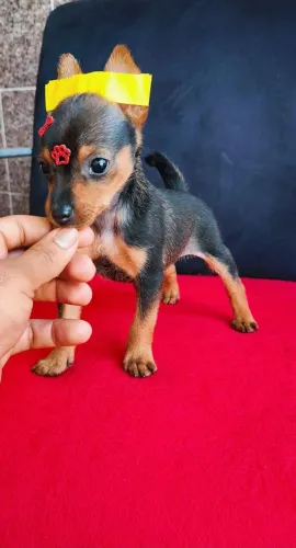 Pinscher 50 dias