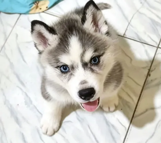 Husky Siberiano macho 49 dias