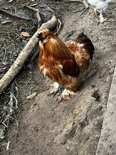 Galo/Galinha sedosa do Japão 