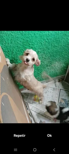 Doação lhasa apso adulta