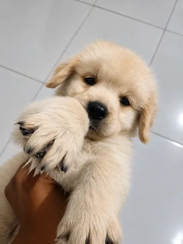 FILHOTE DE GOLDEN RETRIEVER