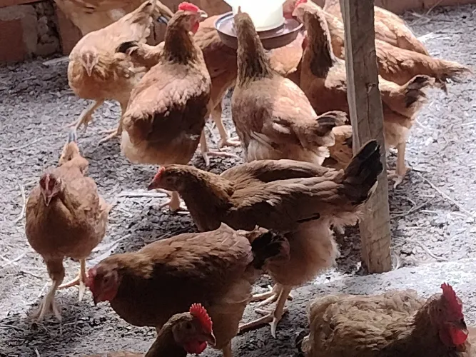 Frangas e frangos caipira com 2 meses 