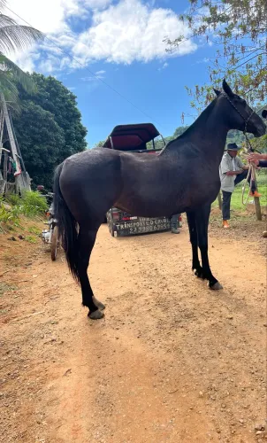 Égua 