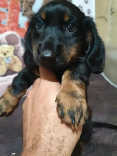 Lindo Machinho Basset teckel pêlo longo!