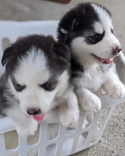 Husky siberiano linda pelagem