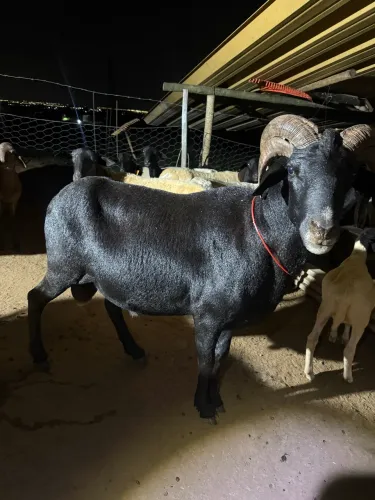 Vendo Carneiro reprodutor