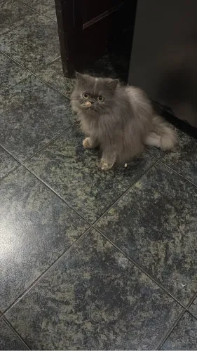 Vendo gata persea 