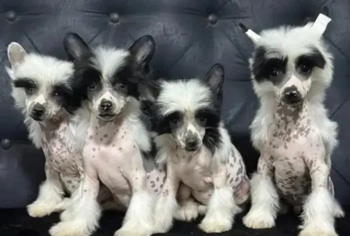 Cão de crista chinesa 