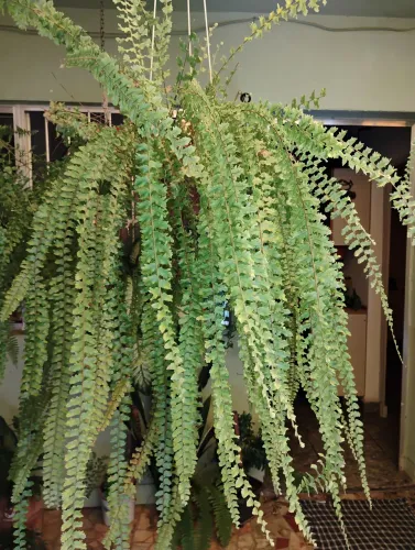 Linda planta Samambaia-de-Metro Adulta (Volumosa e Longa)