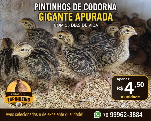 Pintos de codorna gigante apurada disponíveis!
