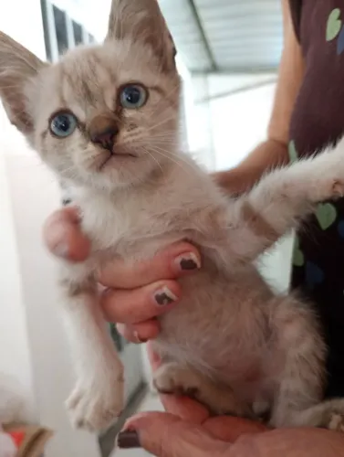 Gato macho filhote filhotinho 2 meses 
