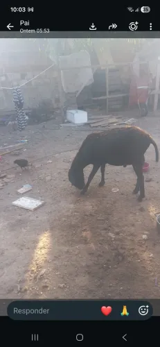 Carneiro