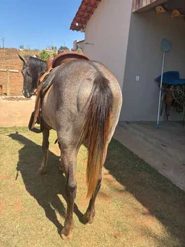 Cavalo QM registrado 