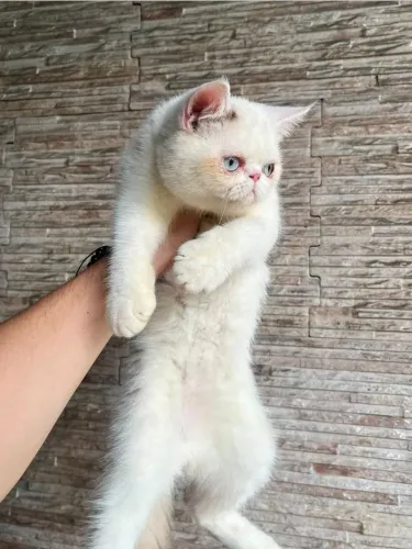 Gata exotica