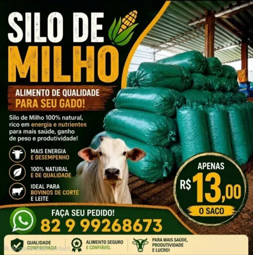 Silo de maniva é milho